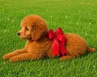 Big Red , a female Poodle - Toy  for sale in Phoenix, AZ – 3 of 8