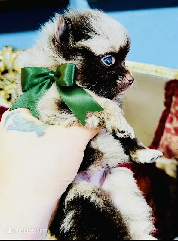 Cassius – Pomeranian puppy for sale in Phoenix, AZ