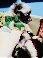 Cassius, a male Pomeranian for sale in Phoenix, AZ – 2 of 10