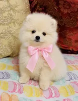 Crystal, a female Pomeranian for sale in Phoenix, AZ – 2 of 10