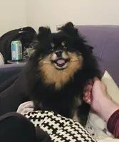 Willow, a female Pomeranian for sale in Phoenix, AZ – 3 of 4