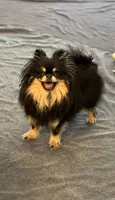 Willow, a female Pomeranian for sale in Phoenix, AZ – 2 of 4