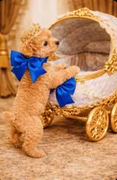 Dawson, a male Poodle - Toy  for sale in Phoenix, AZ – Photo 8 of 9