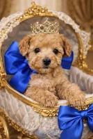 Dawson, a male Poodle - Toy  for sale in Phoenix, AZ – Photo 6 of 9