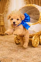 Dawson, a male Poodle - Toy  for sale in Phoenix, AZ – Photo 9 of 9