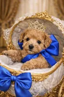 Dawson, a male Poodle - Toy  for sale in Phoenix, AZ – Photo 5 of 9