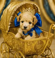 Dawson, a male Poodle - Toy  for sale in Phoenix, AZ – Photo 3 of 9