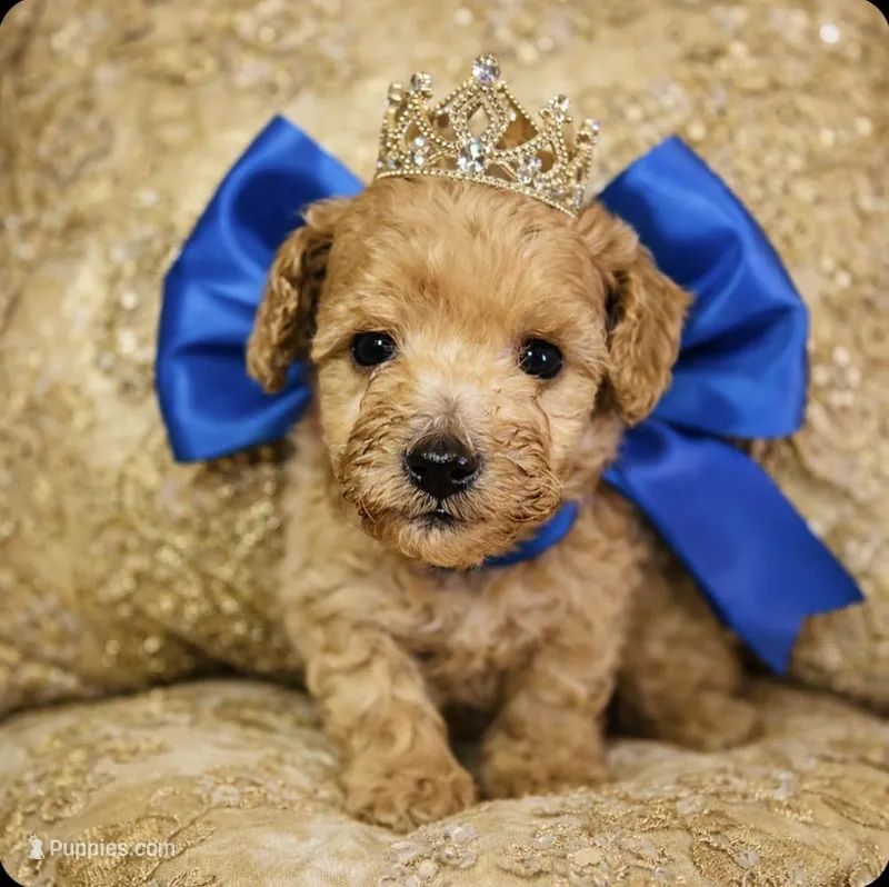 Dawson – Poodle - Toy  puppy for sale in Phoenix, AZ