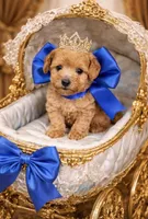 Dawson, a male Poodle - Toy  for sale in Phoenix, AZ – Photo 4 of 9
