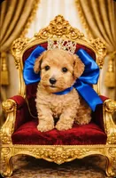 Dawson, a male Poodle - Toy  for sale in Phoenix, AZ – Photo 2 of 9