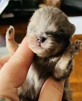 Penelope , a female Pomeranian for sale in Phoenix, AZ – 6 of 10