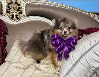 Orion, a male Pomeranian for sale in Phoenix, AZ – 2 of 8