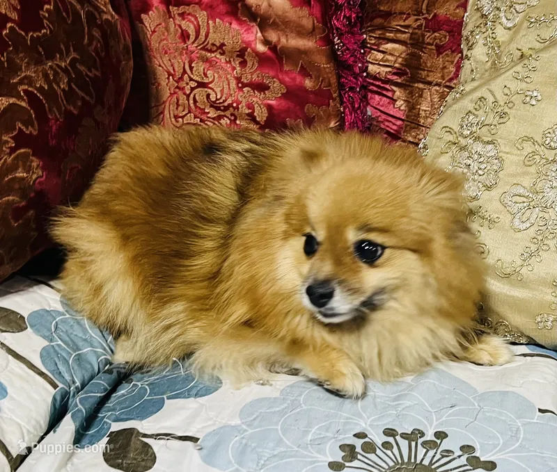 Katie – Pomeranian puppy for sale in Phoenix, AZ