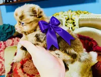 Mason, a male Pomeranian for sale in Phoenix, AZ – 8 of 10
