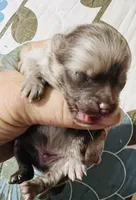 Mason, a male Pomeranian for sale in Phoenix, AZ – 2 of 8