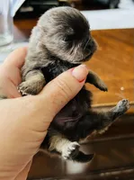 Theodore, a male Pomeranian for sale in Phoenix, AZ – 3 of 7