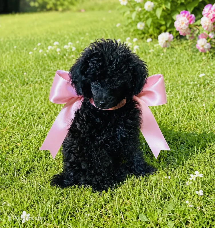 Ebony – Poodle - Toy  puppy for sale in Phoenix, AZ