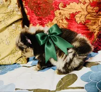 Cassius, a male Pomeranian for sale in Phoenix, AZ – 8 of 10