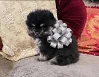 Pandas Boy2 Grey, a male Pomeranian for sale in Phoenix, AZ – 4 of 7