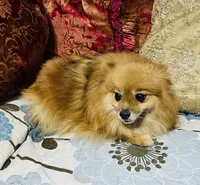 Katie, a female Pomeranian for sale in Phoenix, AZ – 5 of 5