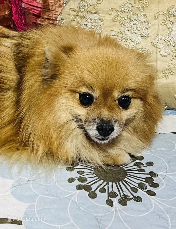 Katie – Pomeranian puppy for sale in Phoenix, AZ