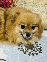 Katie, a female Pomeranian for sale in Phoenix, AZ – 1 of 5