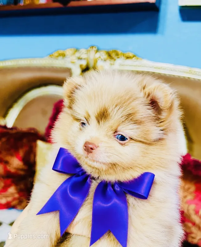 Mason – Pomeranian puppy for sale in Phoenix, AZ