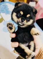 Ruger, a male Pomeranian for sale in Phoenix, AZ – 4 of 10