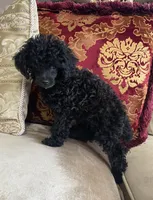Tory, a female Poodle - Toy  for sale in Phoenix, AZ – 7 of 10