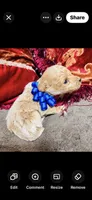 Theodore , a male Poodle - Toy  for sale in Phoenix, AZ – 5 of 9