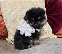 Pandas White bow Boy 1, a male Pomeranian for sale in Phoenix, AZ – 7 of 10