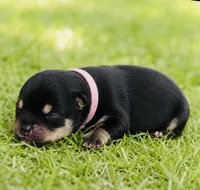 Pandas girl pink, a female Pomeranian for sale in Phoenix, AZ – 3 of 8