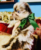 Cassius, a male Pomeranian for sale in Phoenix, AZ – 4 of 10