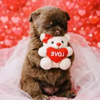 Gnocchi, a female Pomeranian for sale in Phoenix, AZ – Photo 6 of 8