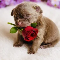 Gnocchi, a female Pomeranian for sale in Phoenix, AZ – Photo 4 of 8