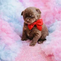 Gnocchi, a female Pomeranian for sale in Phoenix, AZ – Photo 2 of 8