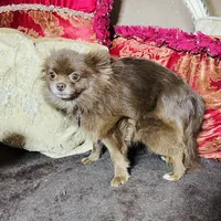 Gnocchi, a female Pomeranian for sale in Phoenix, AZ – Photo 7 of 8