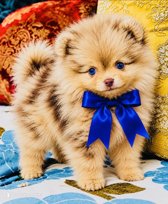 Mason – Pomeranian puppy for sale in Phoenix, AZ