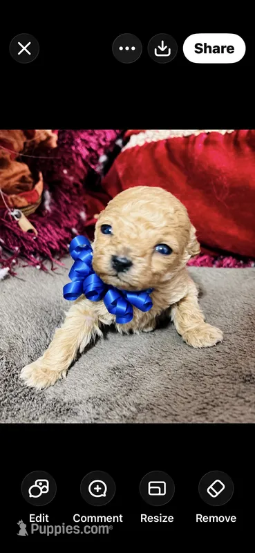 Theodore , a male Poodle - Toy  for sale in Phoenix, AZ – 1 of 9