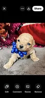 Theodore , a male Poodle - Toy  for sale in Phoenix, AZ – 1 of 9