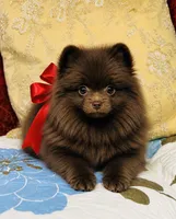 Jasmine , a female Pomeranian for sale in Phoenix, AZ – 2 of 10