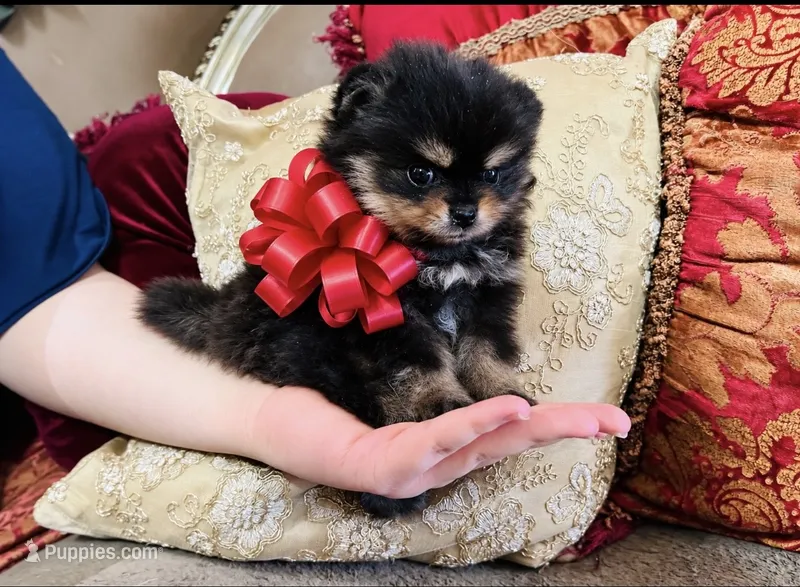 Godivas girl Red – Pomeranian puppy for sale in Phoenix, AZ