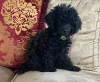 Tory, a female Poodle - Toy  for sale in Phoenix, AZ – 3 of 10