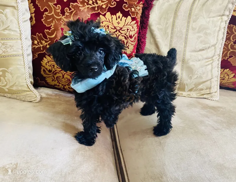 Coal – Poodle - Toy  puppy for sale in Phoenix, AZ