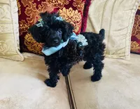 Coal, a male Poodle - Toy  for sale in Phoenix, AZ – 1 of 8