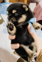 Ruger, a male Pomeranian for sale in Phoenix, AZ – 7 of 10