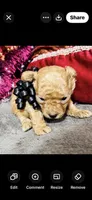 Dallas, a male Poodle - Toy  for sale in Phoenix, AZ – 5 of 10
