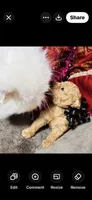 Dallas, a male Poodle - Toy  for sale in Phoenix, AZ – 4 of 10