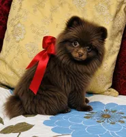 Jasmine , a female Pomeranian for sale in Phoenix, AZ – 6 of 10