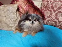 Jasmine , a female Pomeranian for sale in Phoenix, AZ – 9 of 10